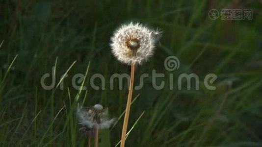 蒲公英种子头视频