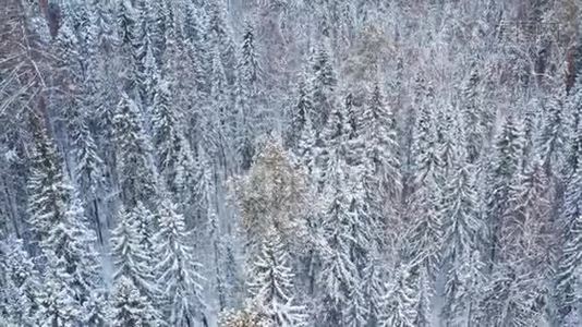 冬季西伯利亚混合林。视频