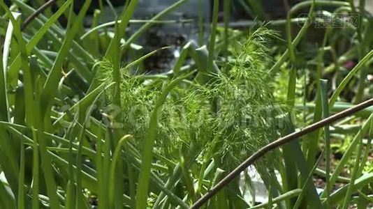 新鲜的迪尔植物和芦苇视频