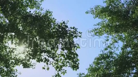 蓝天上的树冠.视频