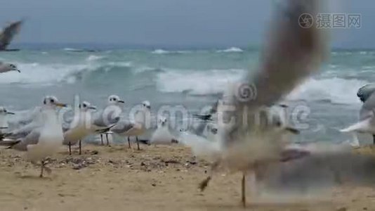 海鸥特写视频