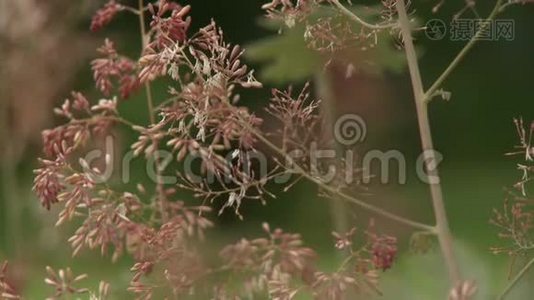 茎花球视频