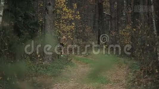 年轻的肌肉男，赤裸的躯干在初秋森林的小径上奔跑。 跑步运动员冲刺视频