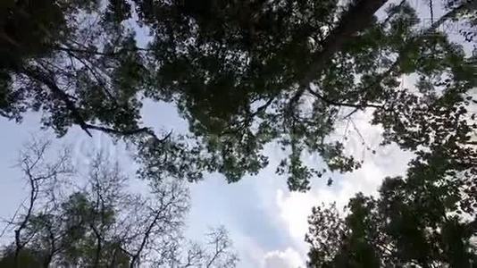 具有自然阳光的森林树木.视频