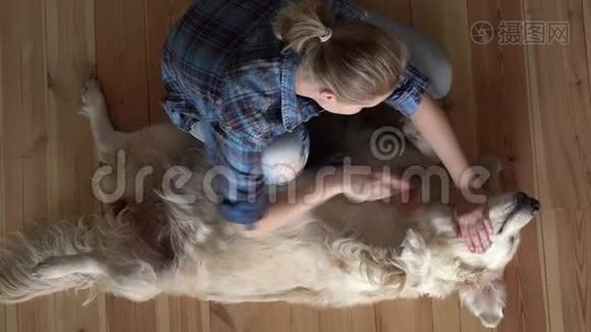 宠物护理。 女人正在家里梳一只大的金毛犬和一把金属梳梳。 顶部视图视频