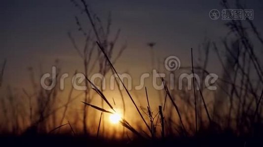 夕阳前摇曳的草地视频
