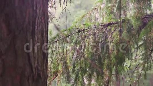 松林中的雨.视频