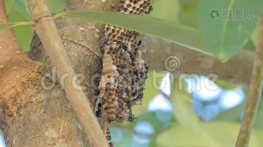 树上成群的黄蜂。视频