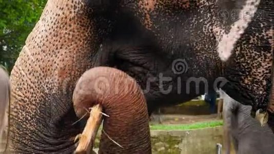 斯里兰卡圣所或国家公园游客喂食印度大象的特写4k视频视频
