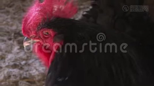 农场上一只黑公鸡的画像视频
