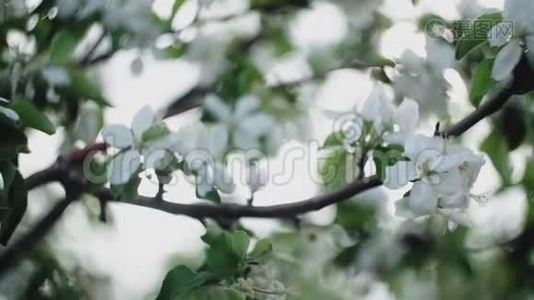 有花和花蕾的苹果树枝。视频