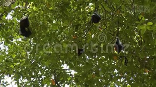 五只蝙蝠挂在树上视频