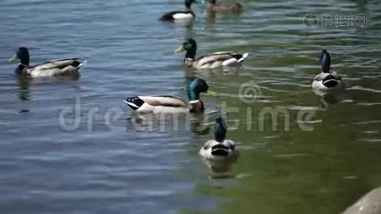 池塘里的鸭子视频