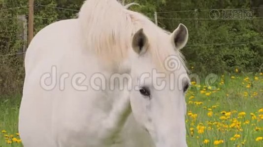 白马在牧场上散步视频