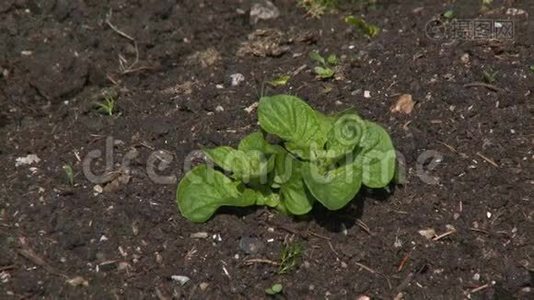土壤中的菠菜叶视频