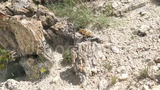 多塞特的化石树干视频