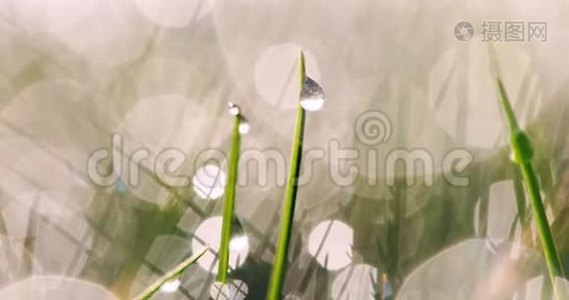 雨滴湿草视频