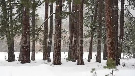 森林边缘的降雪视频