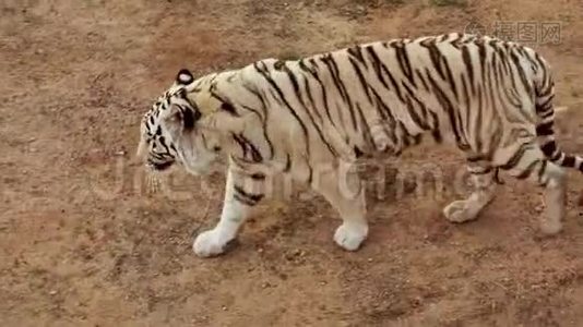 白红色的老虎走在裹尸布上。视频