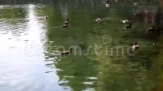 湖里的鸭子视频