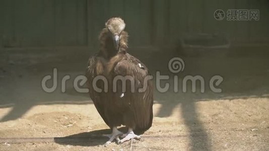 秃鹫站在地上.视频