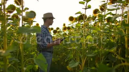 这位年轻的学生生物正在研究向日葵在夏天的田野上视频