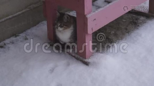 下雪和小猫视频