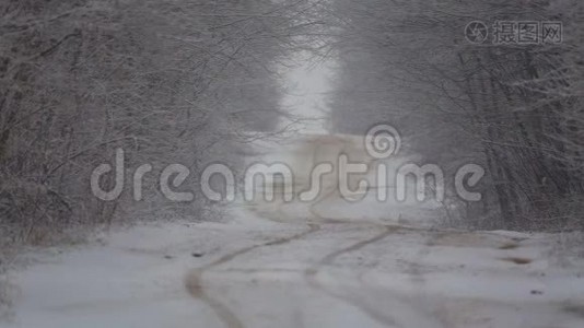 暴风雪中的森林冬季道路。视频