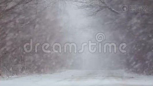 暴风雪中的森林冬季道路。视频