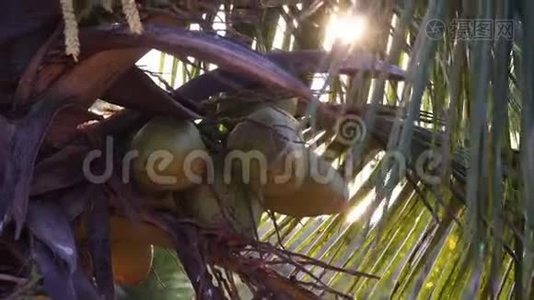 椰子在一棵棕榈树上映衬着阳光，特写..视频