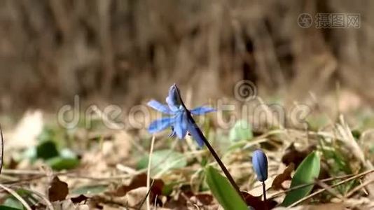 蓝色的樱花春花大自然宏观视频