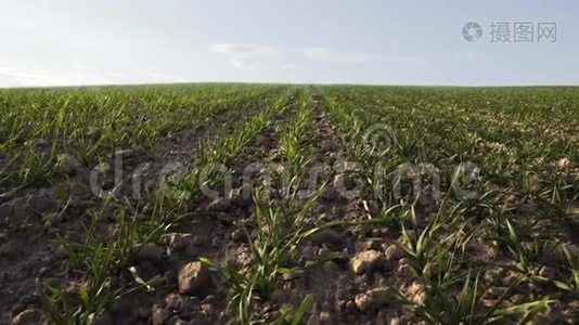 春天有晴云的农业田。 麦芽透过土壤窥视着耕地。视频
