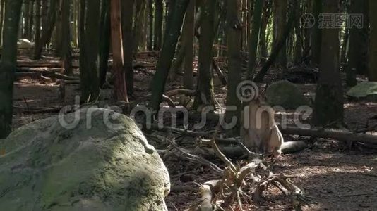森林里的猕猴视频