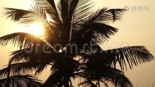 日落背景上的棕榈树剪影。 美丽的背景，棕榈树和太阳。视频