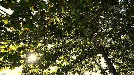 黎明时的树冠视频
