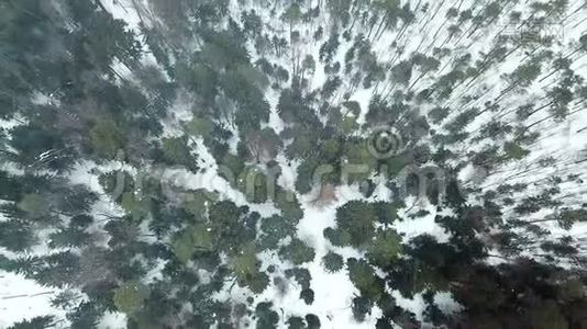 暴风雪期间冬季森林的俯视图。视频