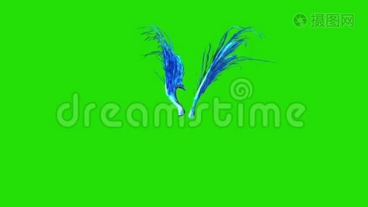 蓝羽翅膀绿色屏幕三维渲染动画视频