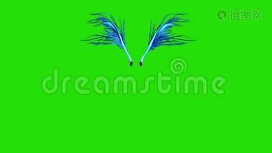 蓝羽翅膀正面绿色屏幕三维渲染动画视频