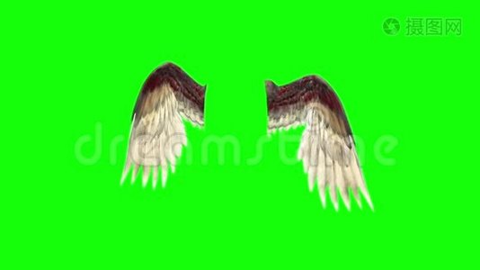 天使鸟翼羽毛3D渲染绿屏视频