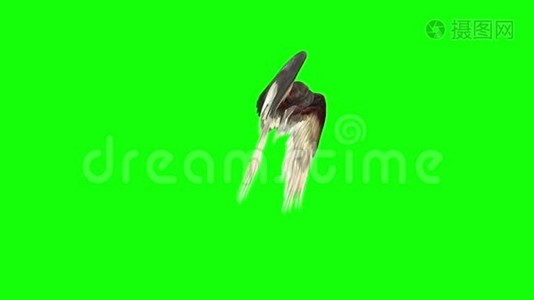 天使鸟翼羽毛拍打侧面3D渲染绿色屏幕视频