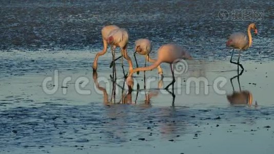 法国Camargue大火烈鸟、蔷薇Phenicopterus roseus、Pont de Gau视频