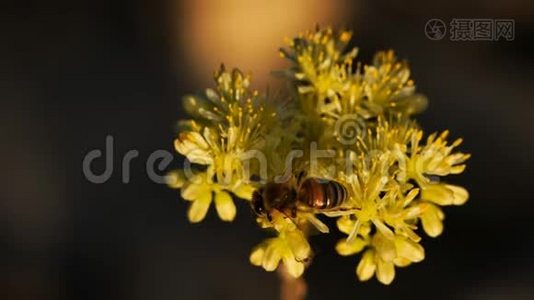 山地，俗称金苔藓草、苔藓藓草、金苔藓草、草、草、草视频