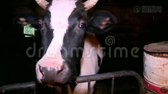 小摊上的牛，镜头里的枪口视频