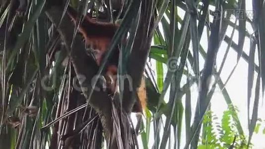 成年猩猩爬上热带树.. 底部射击视频