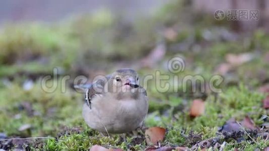 女性常见的Chaffinch FringillaCoelebs视频