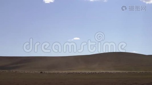 蒙古沙漠。 孤独的牧人骑着马围着家畜大草原视频