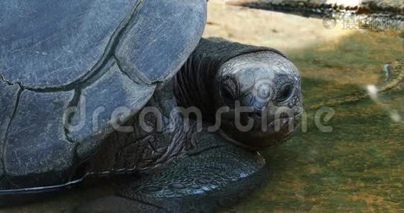 在居里尤斯岛上的奥达布拉巨龟奥达布拉切利斯吉甘特亚，这是一项成功的野生乌龟保护计划的所在地视频
