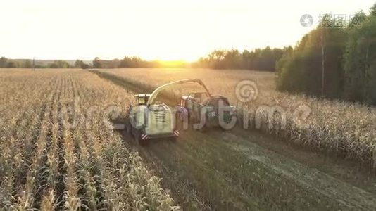 联合收割机在农村采集玉米，然后倒入拖拉机拖车视频