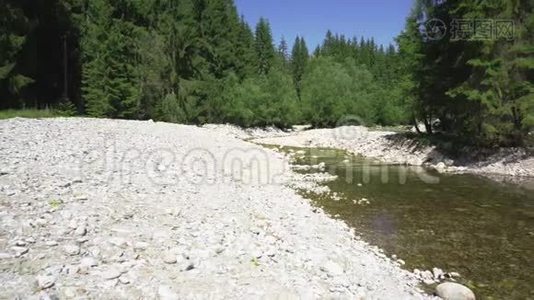 浅溪在森林中缓缓流淌，岸边有白色的圆卵石，背景有针叶树和晴空视频