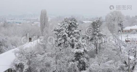 大雪后的风景。 白雪覆盖的树视频